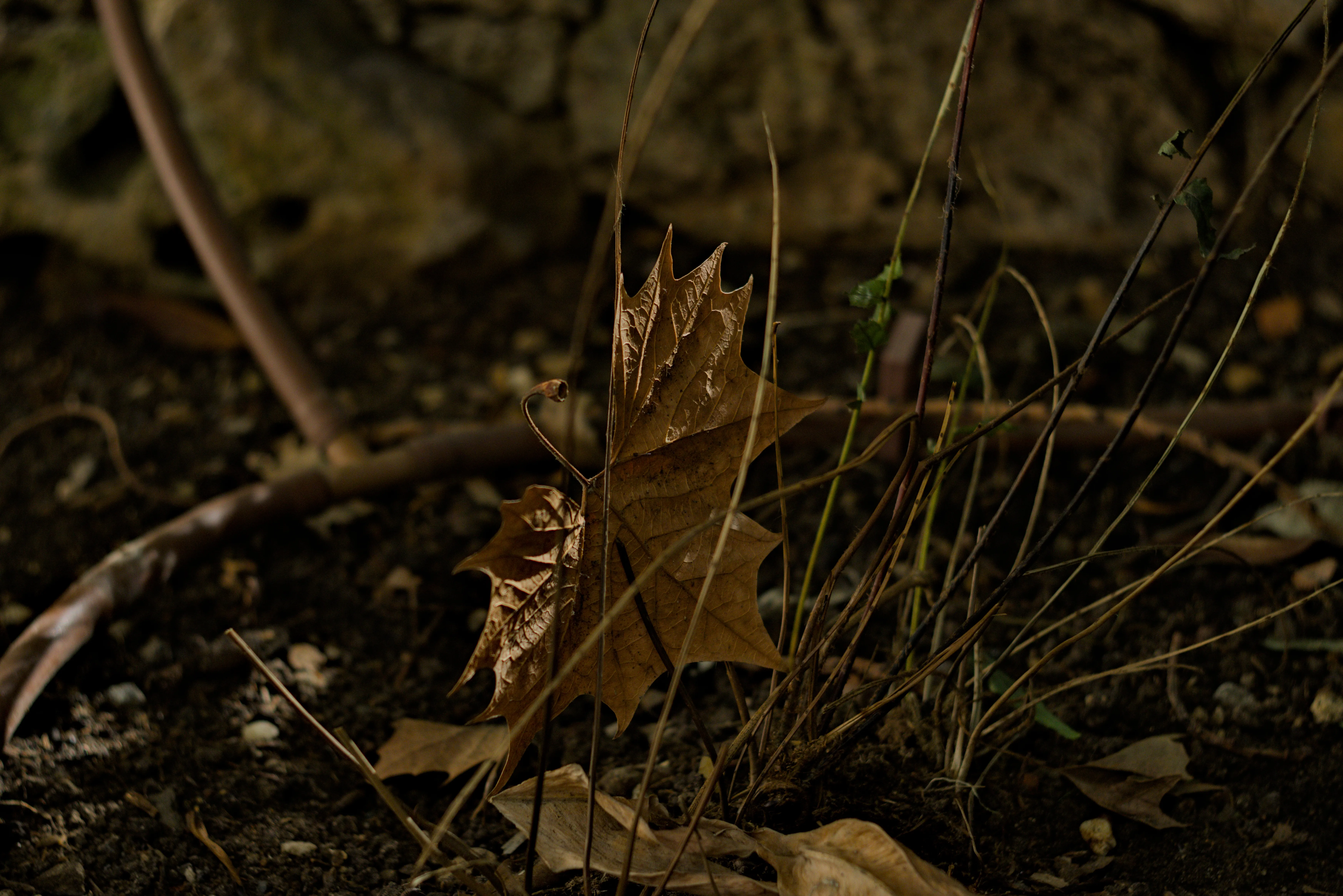 Zenith Helios-77M-4 1,850 (VOMZ) - _I4A6904.webp